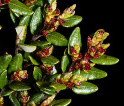Fuscospora cliffortioides: branchlets with emerging male inflorescences (dichasia).
 Image: P.B. Heenan © Landcare Research 2015 CC BY 3.0 NZ